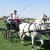 Zrenjanin: Državno takmičenje u vožnji zaprega 10