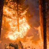 Požari u Makedoniji, gore hektari šuma 9
