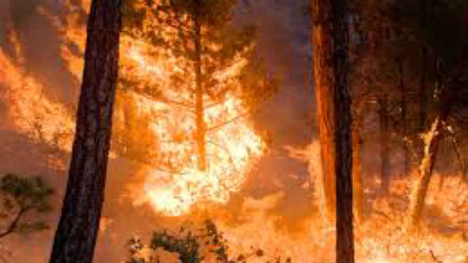 Požari u Makedoniji, gore hektari šuma 1