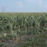 Prinosi kukuruza biće prepolovljeni 1