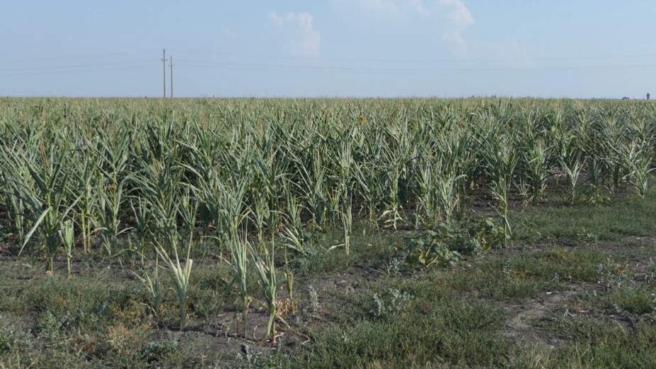 Prinosi kukuruza biće prepolovljeni 1 Prinosi kukuruza biće prepolovljeni 1