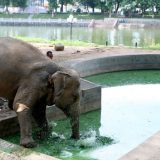 Danas se obeležava Svetski dan slonova 3