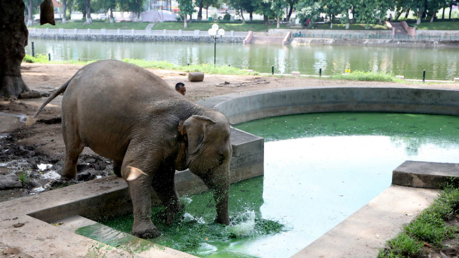 Danas se obeležava Svetski dan slonova 1