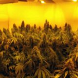 Uhapšeni dileri, zaplenjena marihuana 11