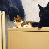 Srbi troše 60 odsto više struje od građana EU 2