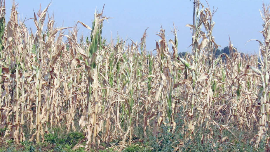 Zbog suše četiri puta manji rod kukuruza 1