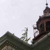 Zrenjanin: "Neke biljke koje su štrčale ka nebu" 9