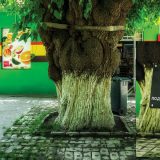 Zrenjanin: Priča o dudu i tradiciji svilarstva 13