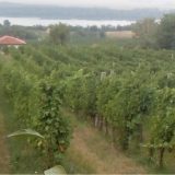 Poranila berba grožđa u smederevskom vinogorju 6