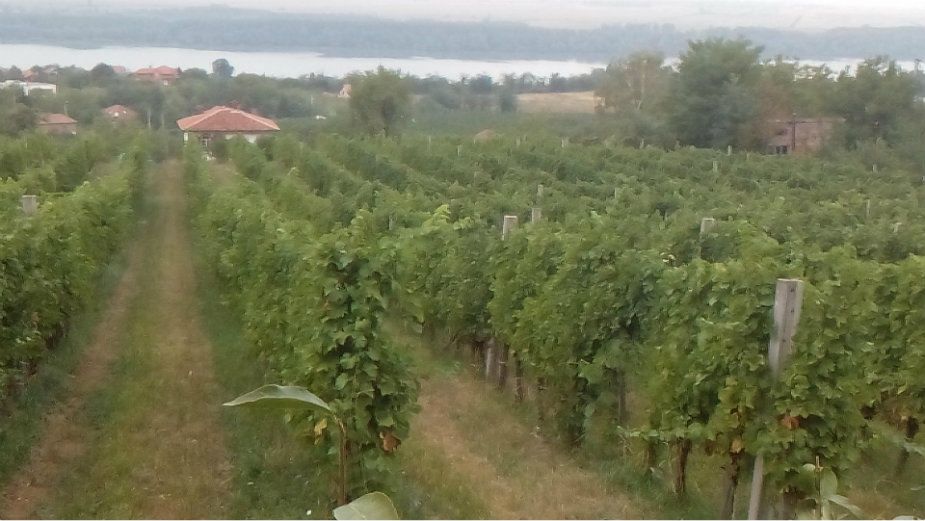 Poranila berba grožđa u smederevskom vinogorju 1