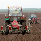 Uljana repica hit kod vojvođanskih paora 7