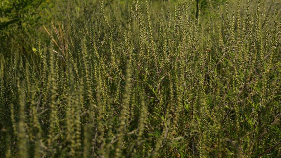 Petnaest miliona dinara za suzbijanje ambrozije 1