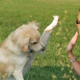 Za deset godina ćemo moći da pričamo sa našim ljubimcima? 1