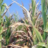 Sanirati posledice suše 9