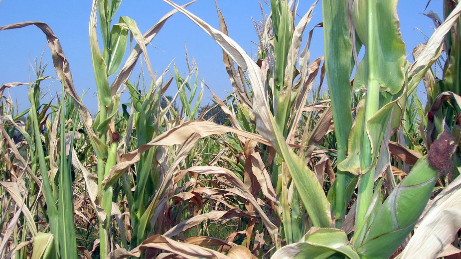 Mere za ublažavanje posledica suše 1 Mere za ublažavanje posledica suše 1