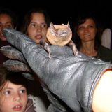 Međunarodna noć slepih miševa 6. oktobra na Kalemegdanu 9