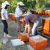 Zaprašivali ambroziju, potrovali pčele 3