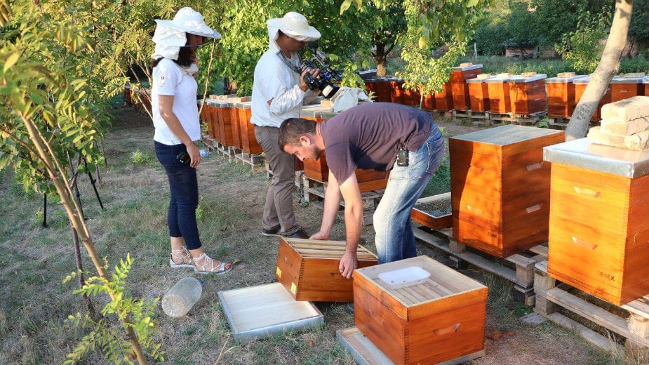 Pčelarima 20 miliona dinara 1