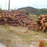 Zbog ilegalne seče godišnje nestane hiljade hektara šuma 3