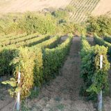 Oplenačka berba u čast vina 7