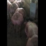 Svinje iz Kambodže kao Hulk 3