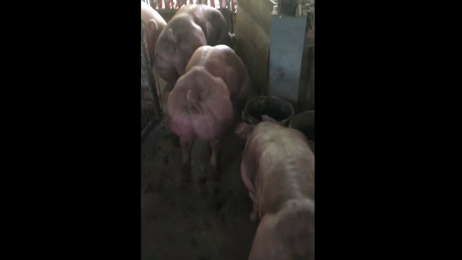 Svinje iz Kambodže kao Hulk 1