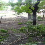 Padalo drveće u Zrenjaninu, odloženi "Dani piva" 5