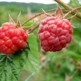 Pod malinama još 460 ari 5