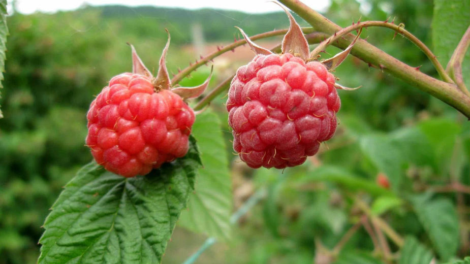 Pod malinama još 460 ari 1