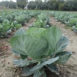 Neiskorišćeni potencijal zdrave hrane 3