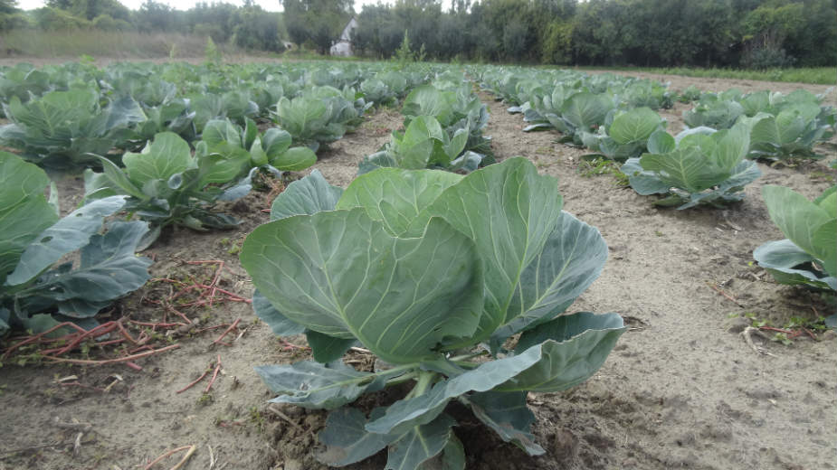 Neiskorišćeni potencijal zdrave hrane 1 Neiskorišćeni potencijal zdrave hrane 1