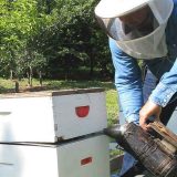 Loša godina za pčelare 14