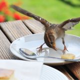 Šta se dešava sa telom kada preskačemo obroke? 6