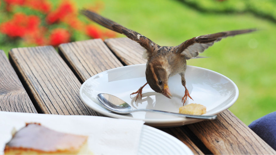 Šta se dešava sa telom kada preskačemo obroke? 1