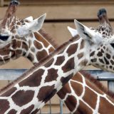 Danas je Svetski dan životinja 13