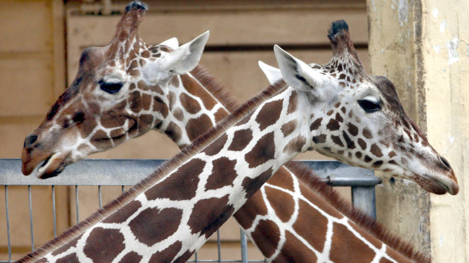 Danas je Svetski dan životinja 1