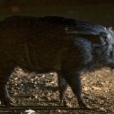 Stampedo 40 divljih svinja protutnjao selom u Banatu 9