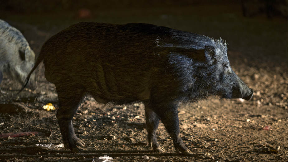 Stampedo 40 divljih svinja protutnjao selom u Banatu 1