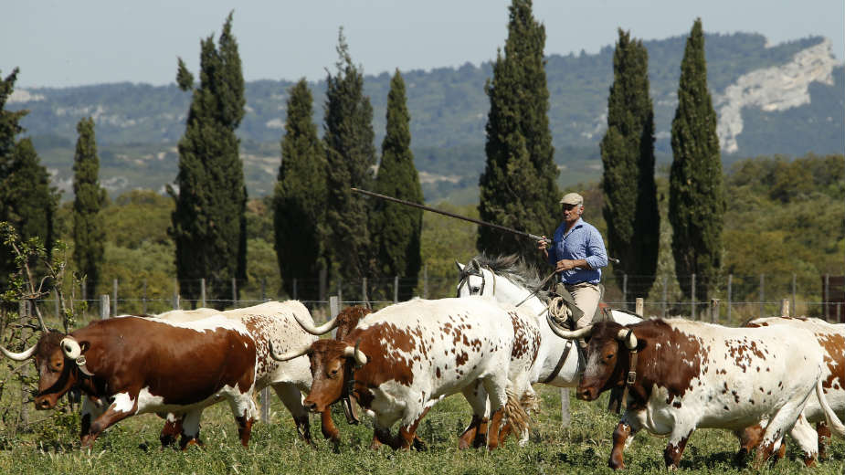 Visoka stopa samoubistava među francuskim poljoprivrednicima 1