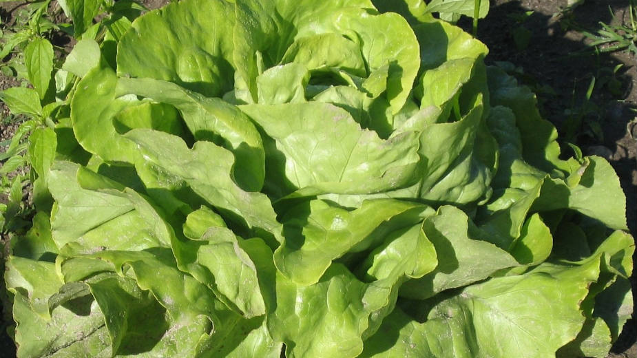 Prijava projekata organskih proizvođača do 20. aprila 1