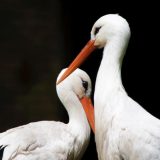 Da li je ljubav zaboravljena veština? 8