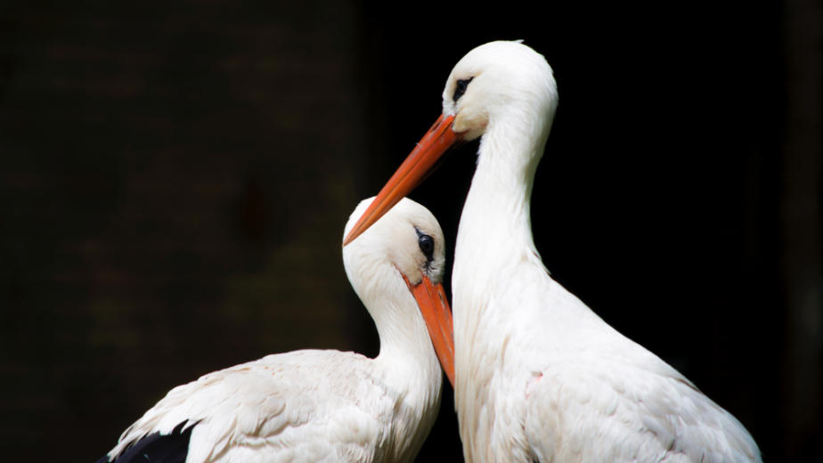 Da li je ljubav zaboravljena veština? 1