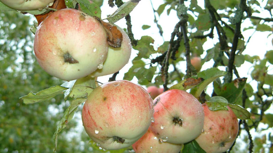 Ren i jabuke našli put do ruskog tržišta 1