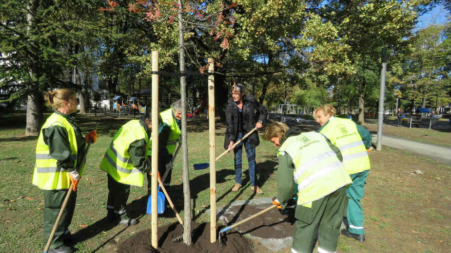 Posađene sadnice Španskog hrasta u Tašmajdanskom parku 1