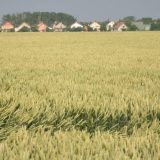 Zrenjanin: Od pšenice do bezemljaša 9