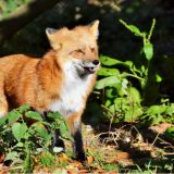 Nelegalno takmičenje pasa u lovu na lisice kod Kragujevca 12