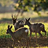 Mađari od lova zarade više od milijardu, a mi samo pet miliona evra 15