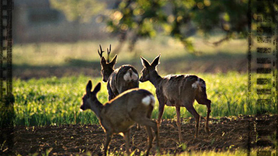Vojvodina slabo pošumljena, Banat skoro ćelav 1