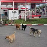Novi slučaj trovanja pasa u Beogradu 5