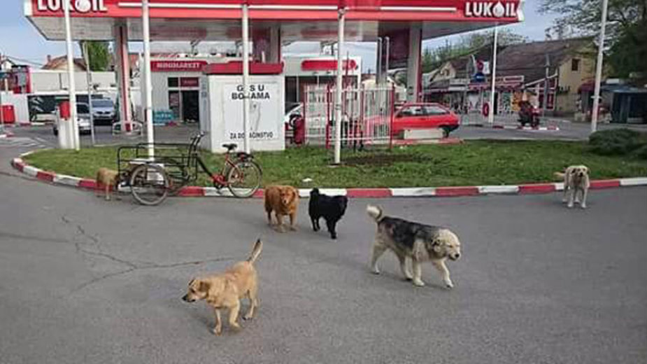 Novi slučaj trovanja pasa u Beogradu 1